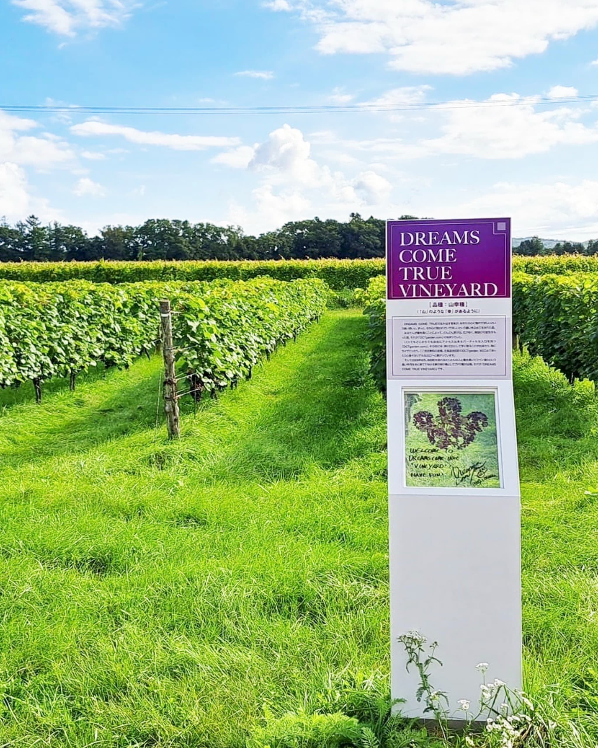 DREAMS COME TRUE VINEYARD 山幸 2021